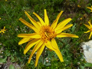 Arnika