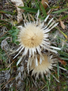 silberdistel