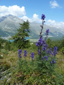 St. Moritz