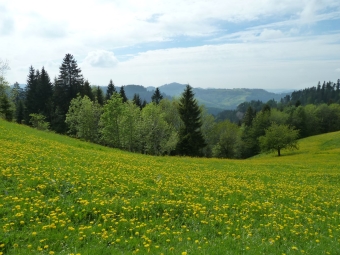 Blumenwiese Toesstal