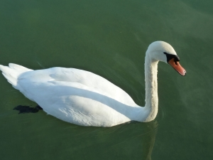 Schwan Pfffikersee