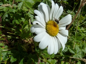 Margrietli