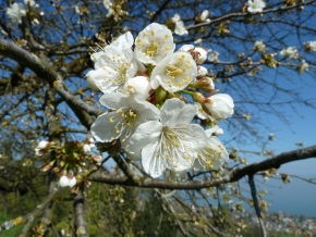 Kirschblueten