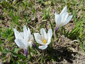 krokusse