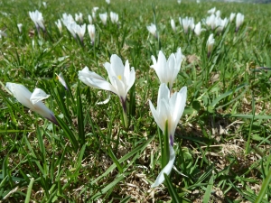 Krokusse