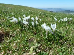 Krokusse Kaienspitz
