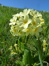 Schluesselblumen