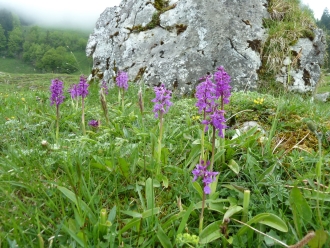 Knabenkraut