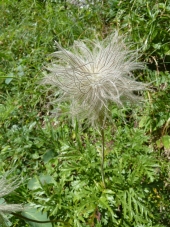 Alpenanemone