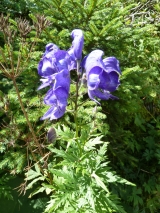 Blauer Eisenhut