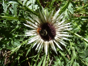 Silberdistel