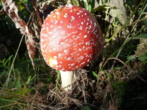 Fliegenpilz