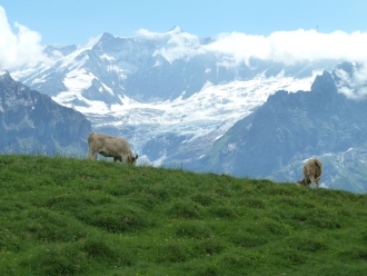 Grindelwald First