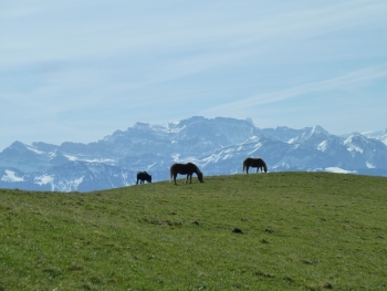 Alp Scheidegg