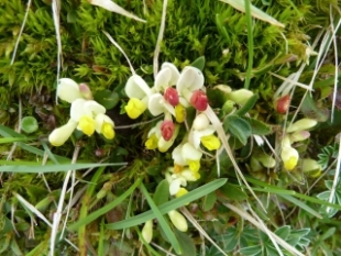 Bergfrhling