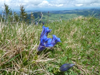 kronberg