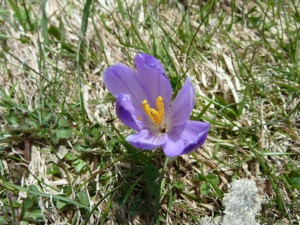 Krokuss