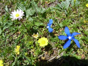 Bergfrhling