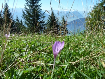 Rigi