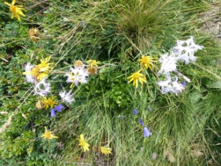 Bergblumen
