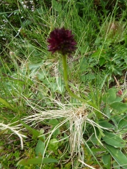 Maennertreu