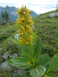 Chäserrugg