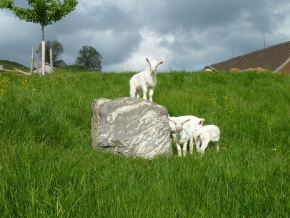 Geissen