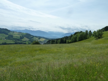 Aussicht Richtung Wald