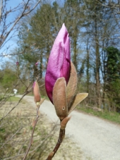 Magnolie