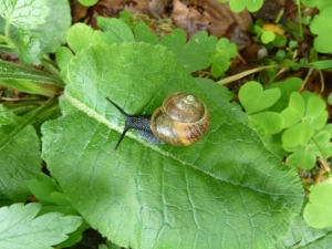 Schnecke